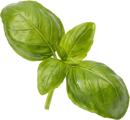 Basil, a sprig of leaves
