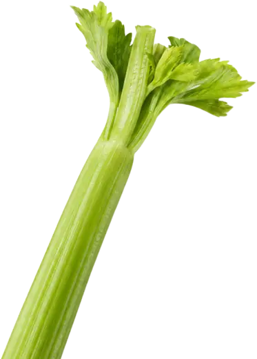 Celery, one stalk with its leaves