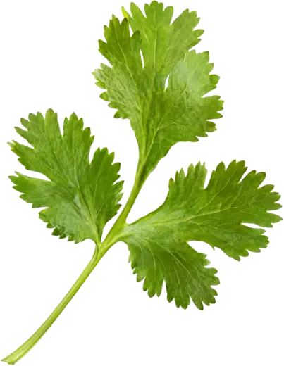 Cilantro, one sprig