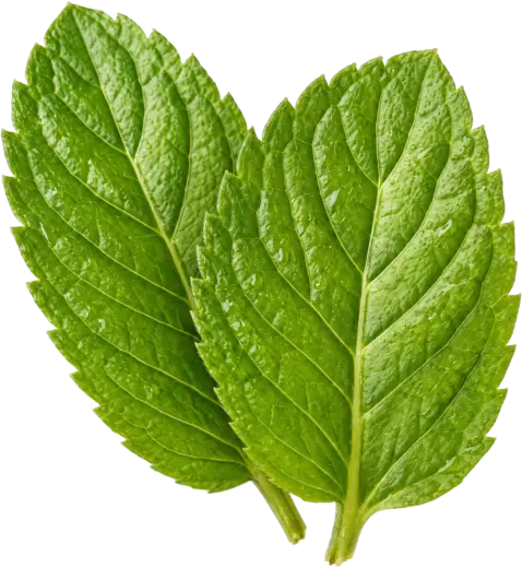 Mint, two leaves