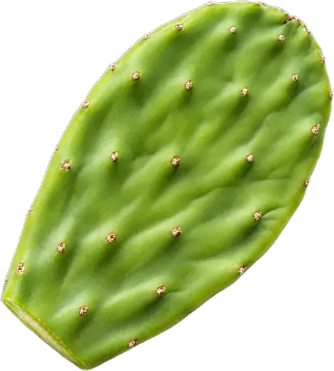 Nopal, a whole green cactus pad