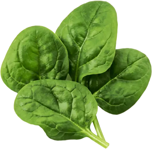 Spinach, a handful of fresh leaves