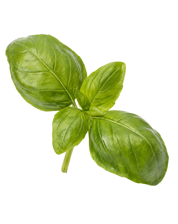 Basil