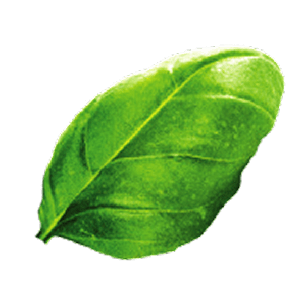 Basil