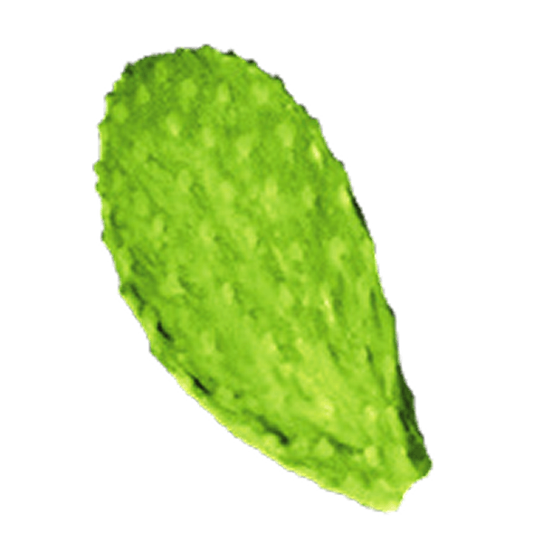 Cactus Pad