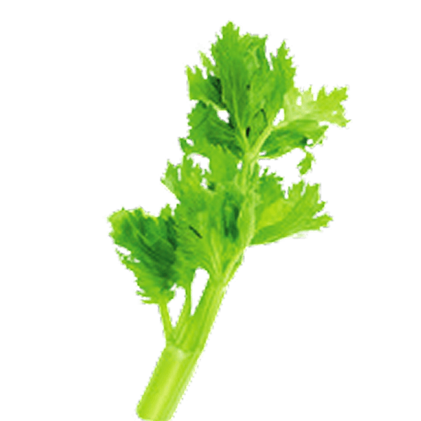 Celery