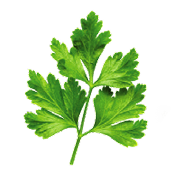 Cilantro