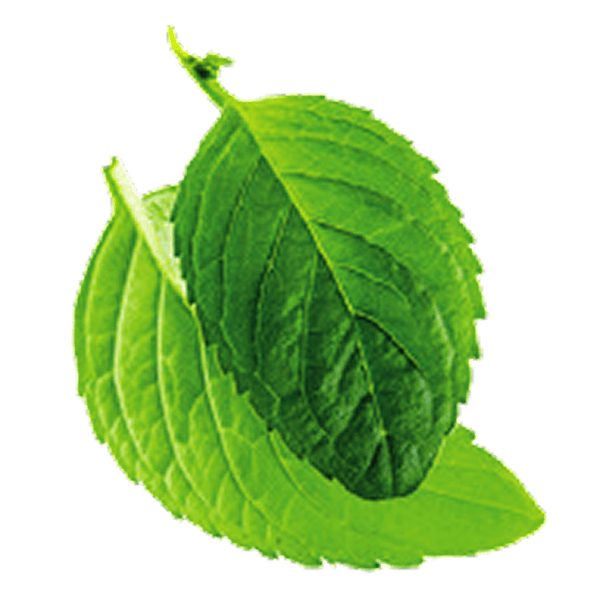 Mint